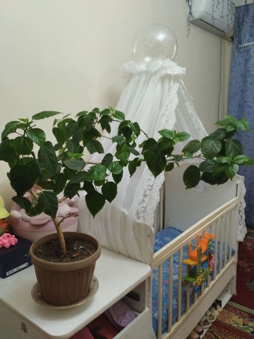 Продам цветок китайской розы