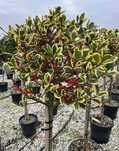 Plante Ornamentale Tuia Smaragd