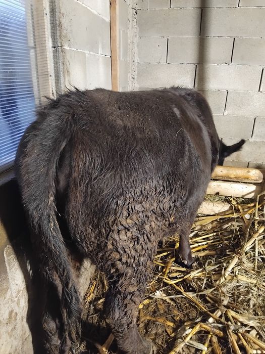 2 vitele angus disponibile