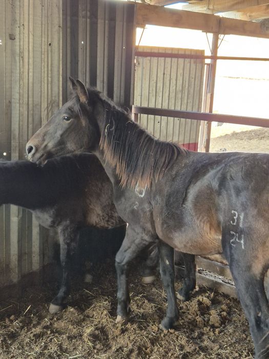 Племенной мугалжар