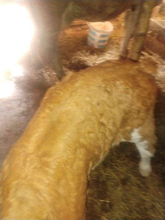 Vând vaca bălțată româneasca cu vital de 5 săptămâni