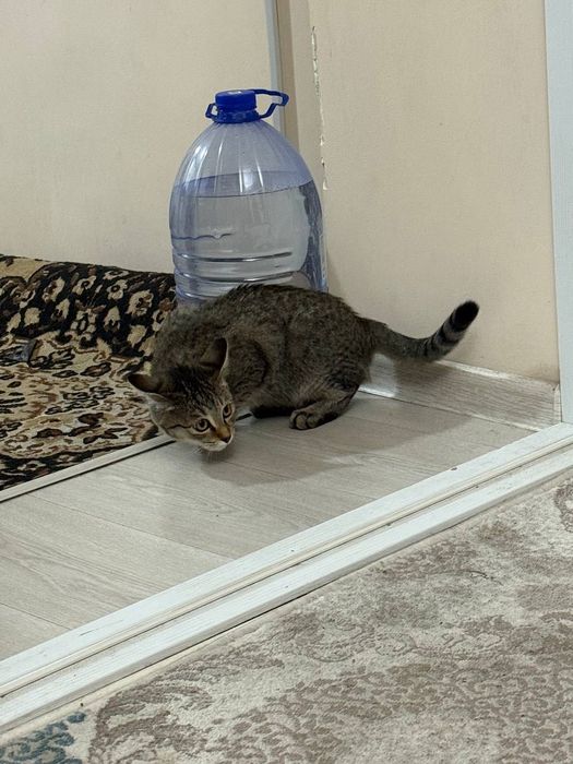 Милый котенок, ей 5 месяцев