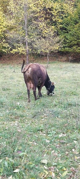 Vand vaca gestanta, si viteaua ei