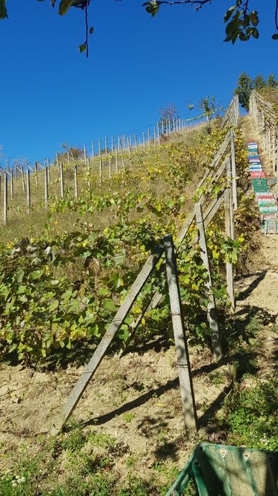 Teren la periferia Zalaului zona Bradet-Meses
