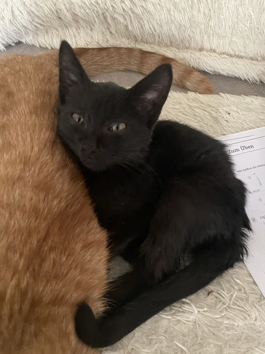 Котенок отдадим просто так . Девочка 2 месяца .