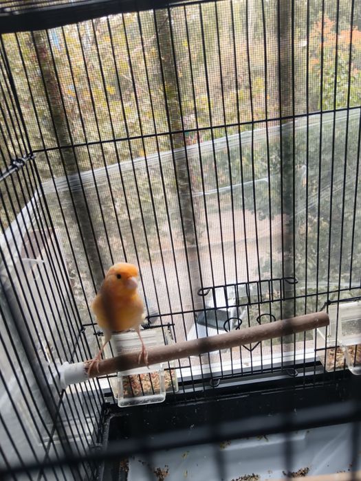 Nar 8-9 oyli toza qush