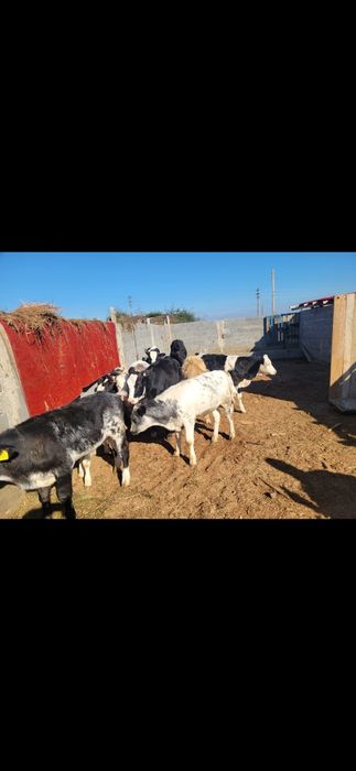 Vând vitei ,tăiați