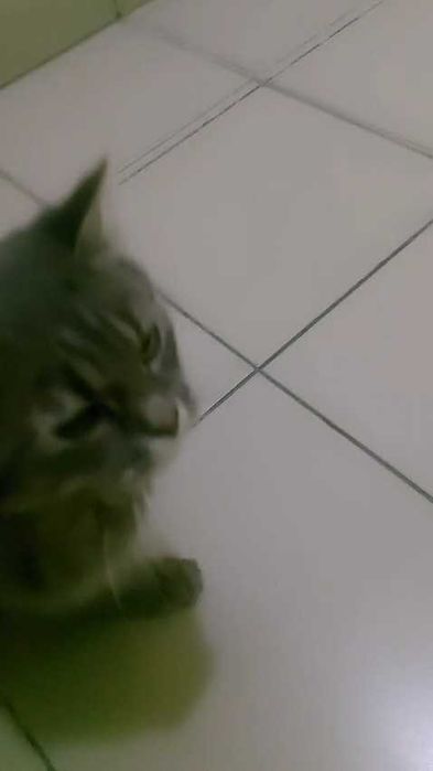 Ласковой, домашней кошечке нужен дом! Срочно!