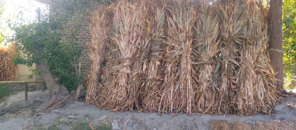 Makkayi poya katta