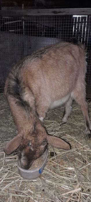 Продам двух козочек нубий