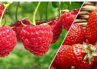 Маркетинговое исследование рынка ягод - малина