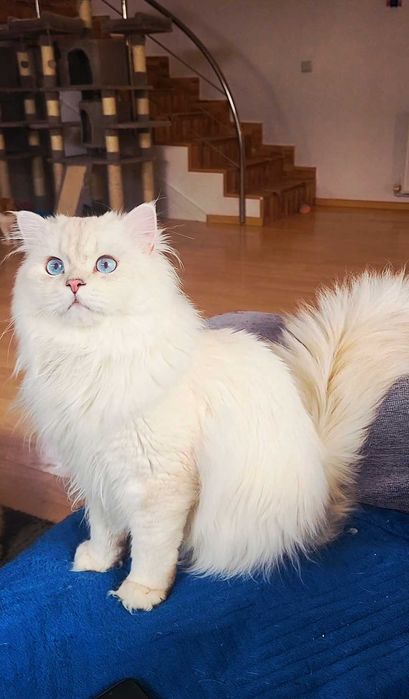 British longhair alb cu ochii albastri