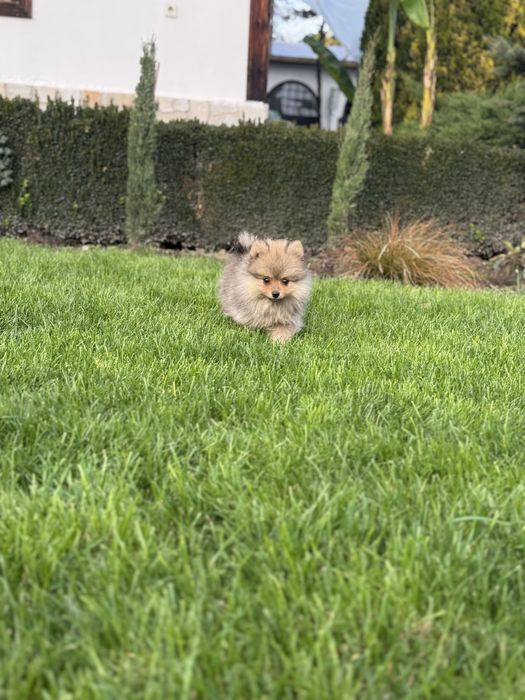 Померани на 3 месеца