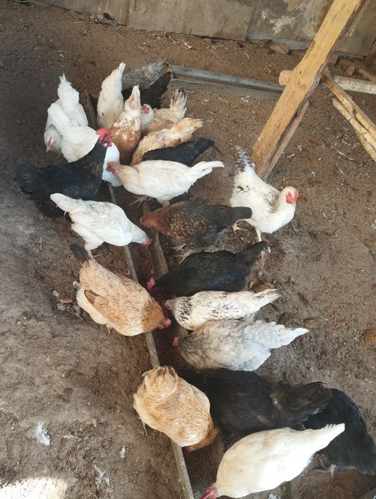 Domashni tovuq  sotiladi