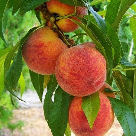Piersic superba de toamna , dulce si aromat