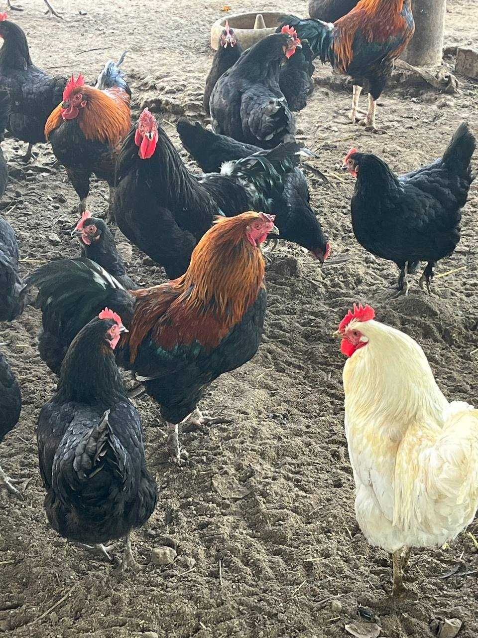Qora Andijon Tovuqlari Sotiladi