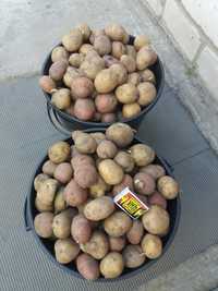 Продам картофель домашний на посадку