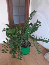 Замиакулькас, комнатное растение
