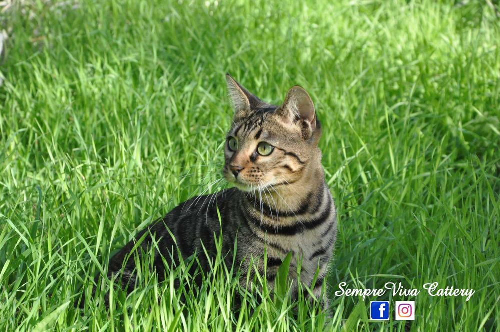 Бенгалско коте женско