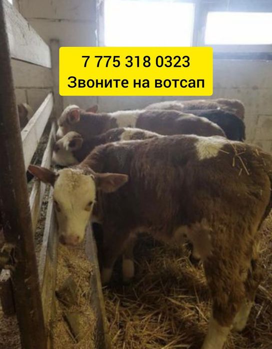 Бычек телята ангусер аулькол голшкти шкд