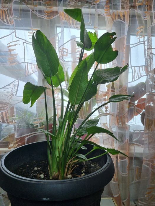 Стрелиция,комнатное растение,райская птица