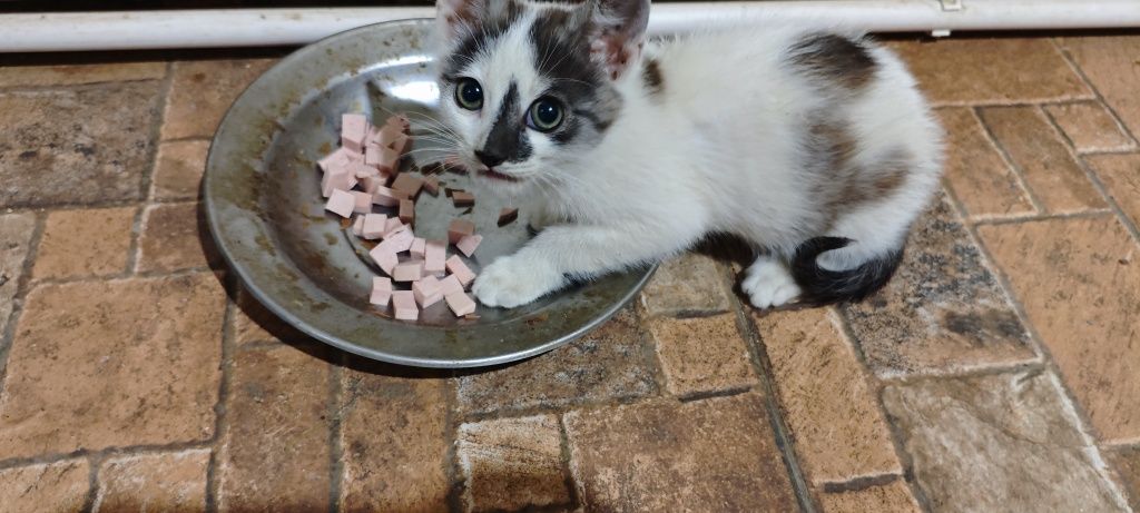 ofer spre adoptie pui de pisica