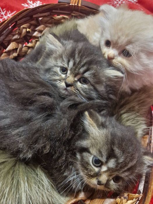 Персийски котета