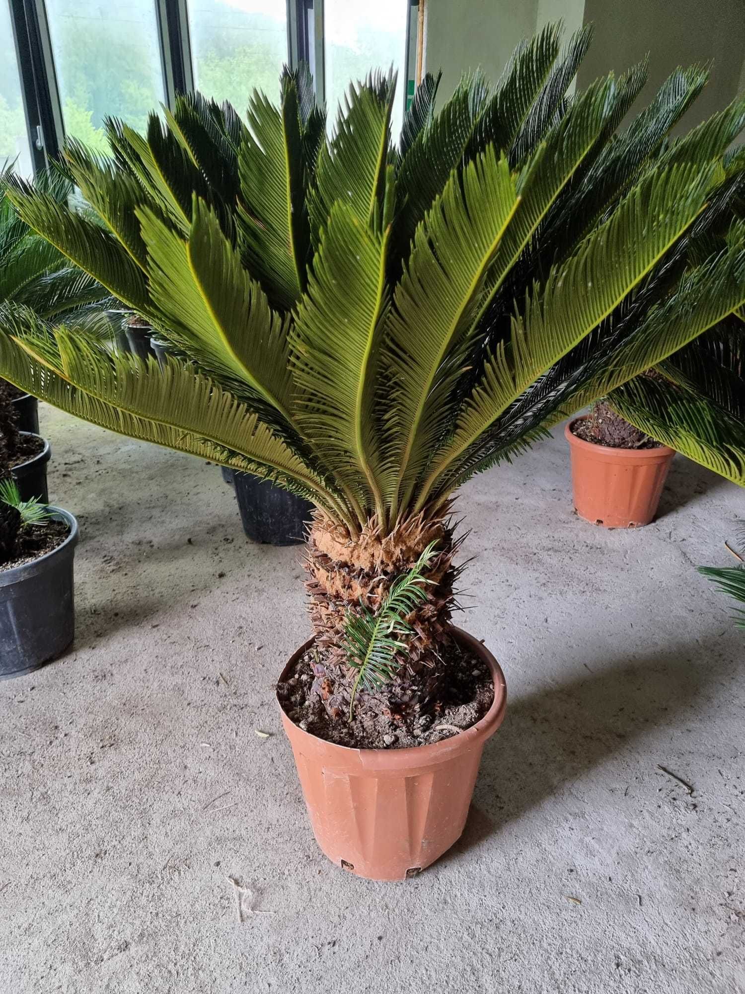 Palmieri ornamentalii rezistenți la frig