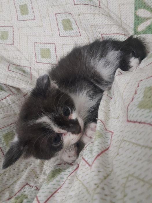 Милые, добрые котята