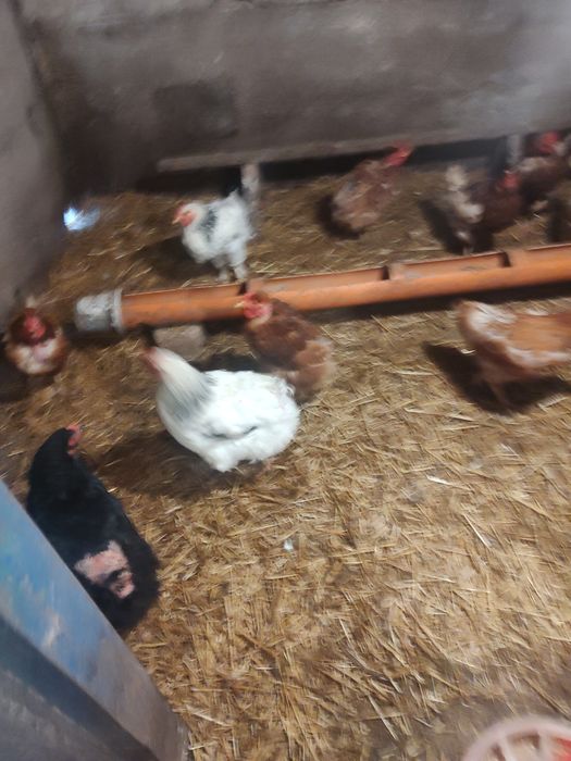 Vând găini de casă și roși Ouătoare