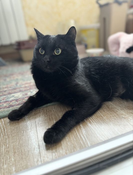 Котик в поисках дома