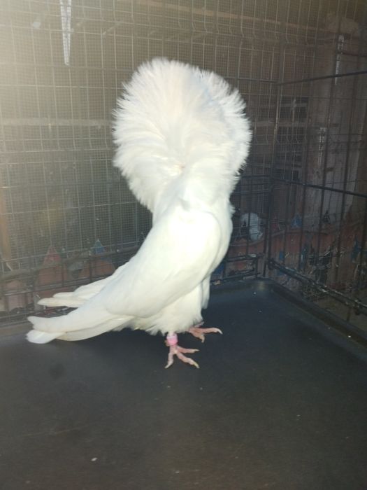 Porumbei gulerati (Maria stuart)