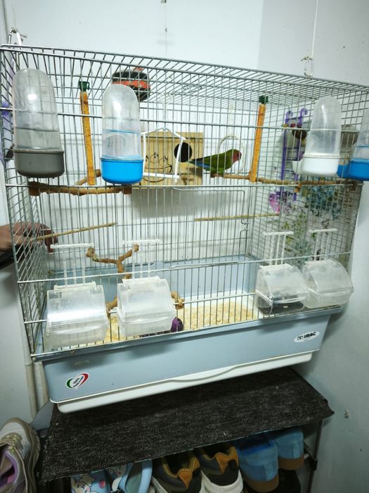 Vand papagali agapornis