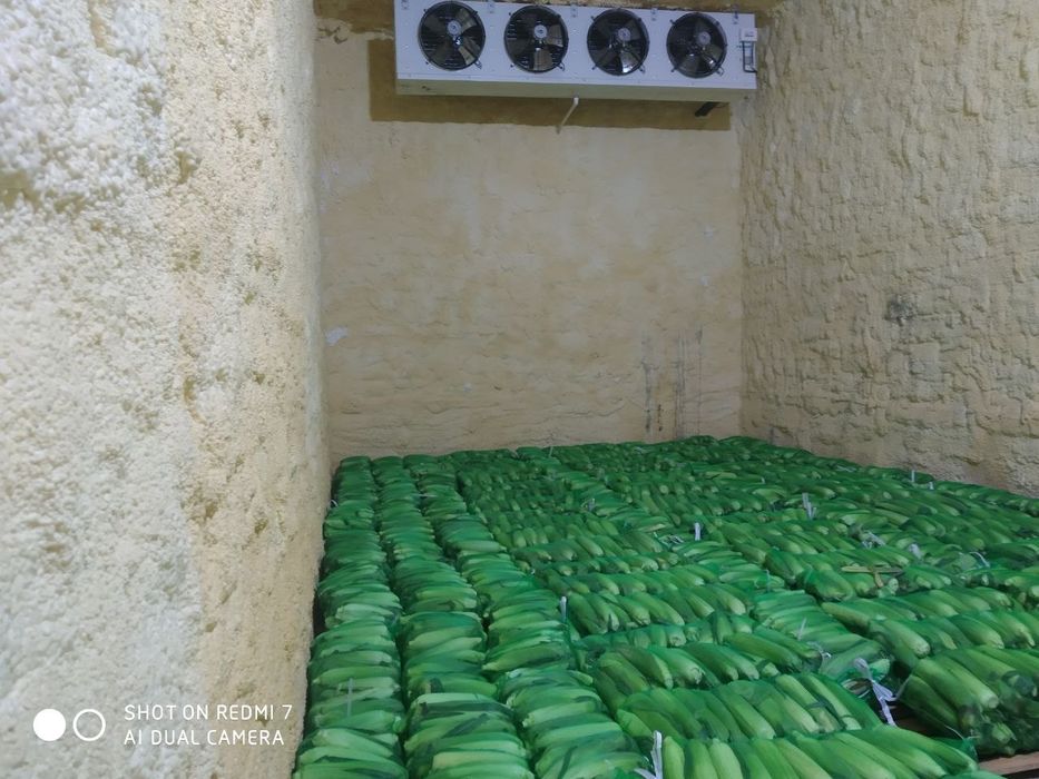 Shirin joʻxori . Marka 832. Сладкая кукуруза