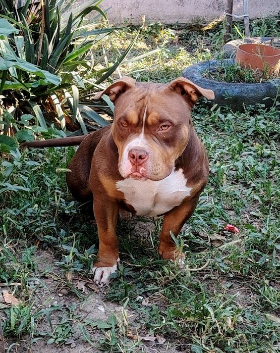 American bully top exemplar superb