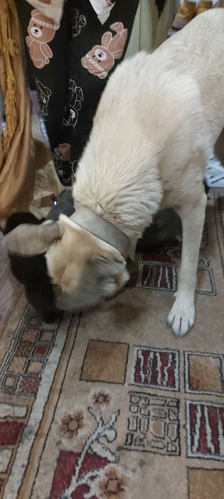 Продам щенков ВЕО (восточно европеской овчарки)