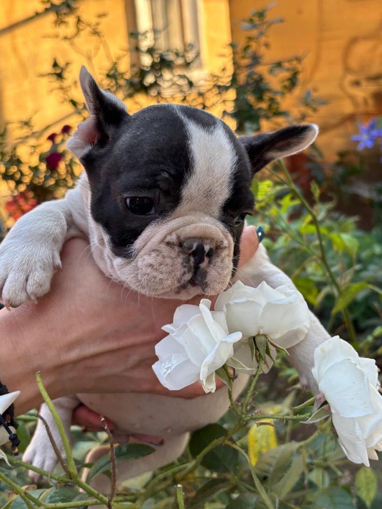 Bulldog francez 7 sapt