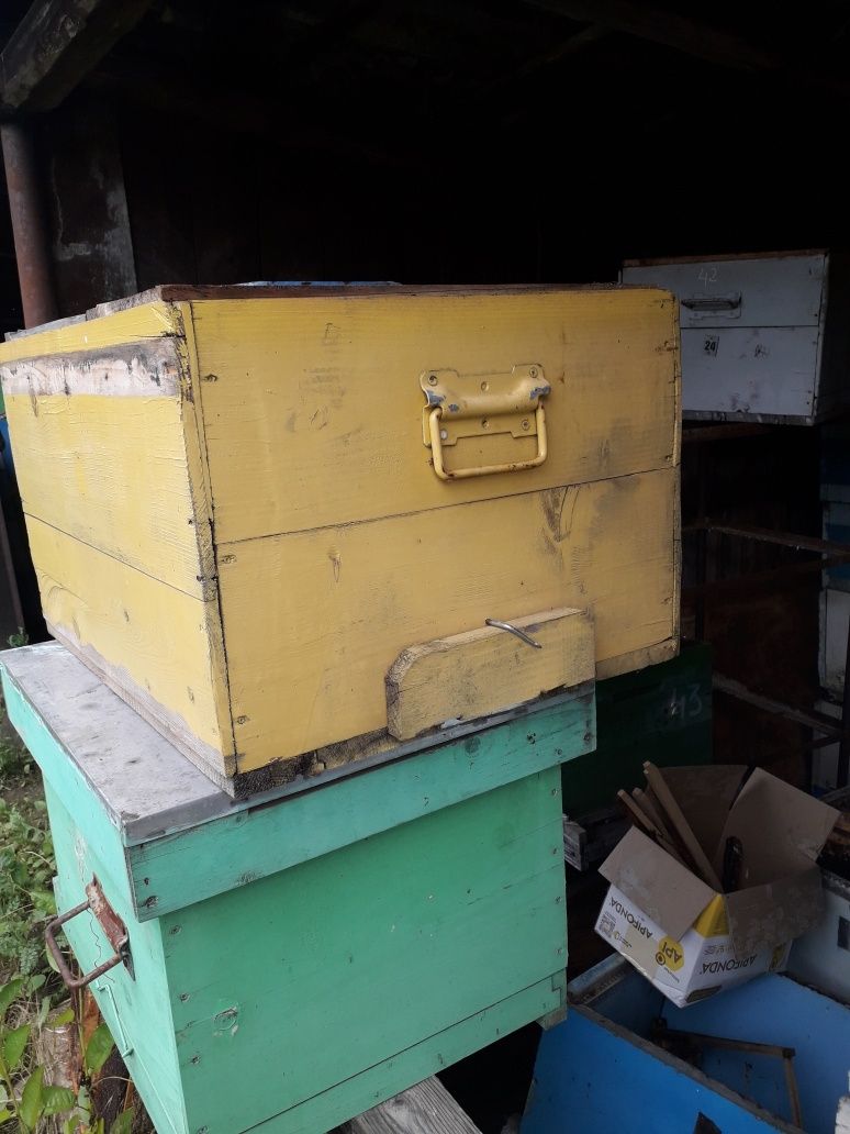 Cutii familii de albine