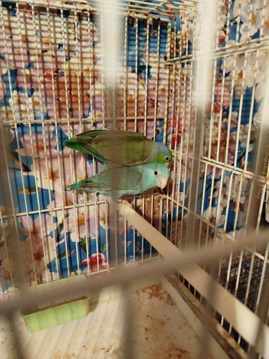 Vand o pereche papagali forpus