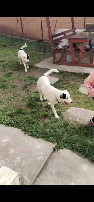 Ofer gratuit catei 1 an jumatate