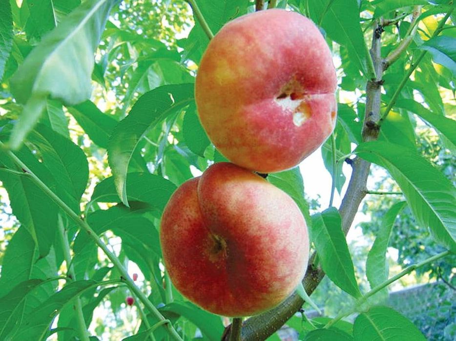 Pomi fructiferi columnari 20lei bucata