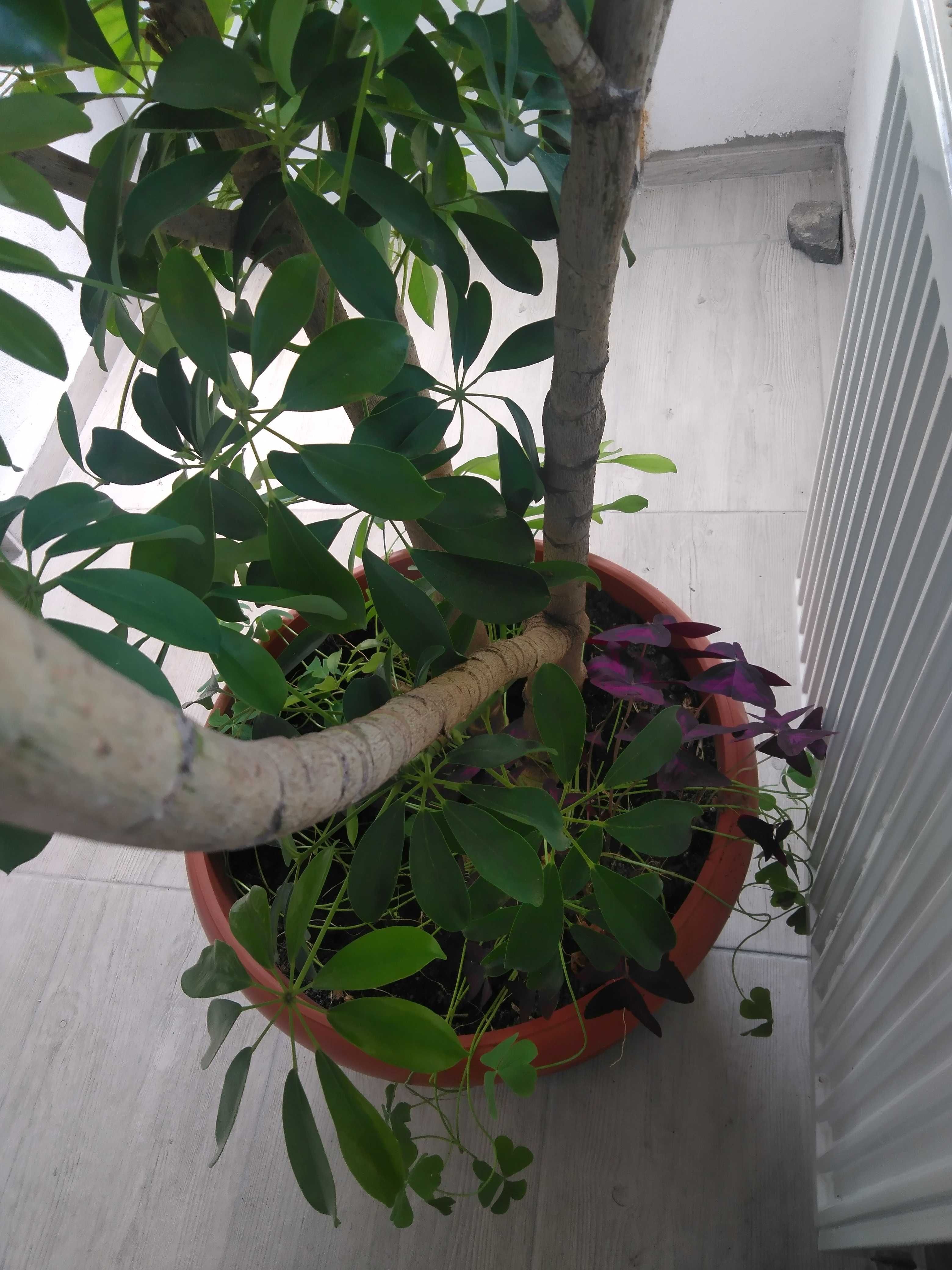 Vând o plantă Schefflera h=~ 1 m