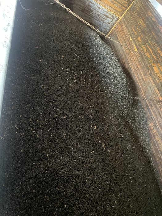 Floarea soarelui porumb boabe