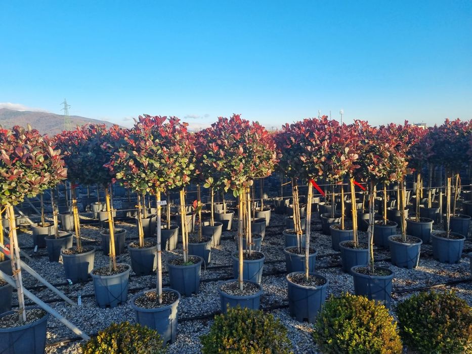 Tuia Leylandy de la 1 la 3 m