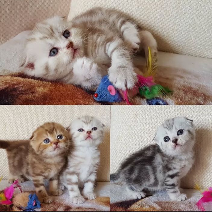 Шатландцы котята