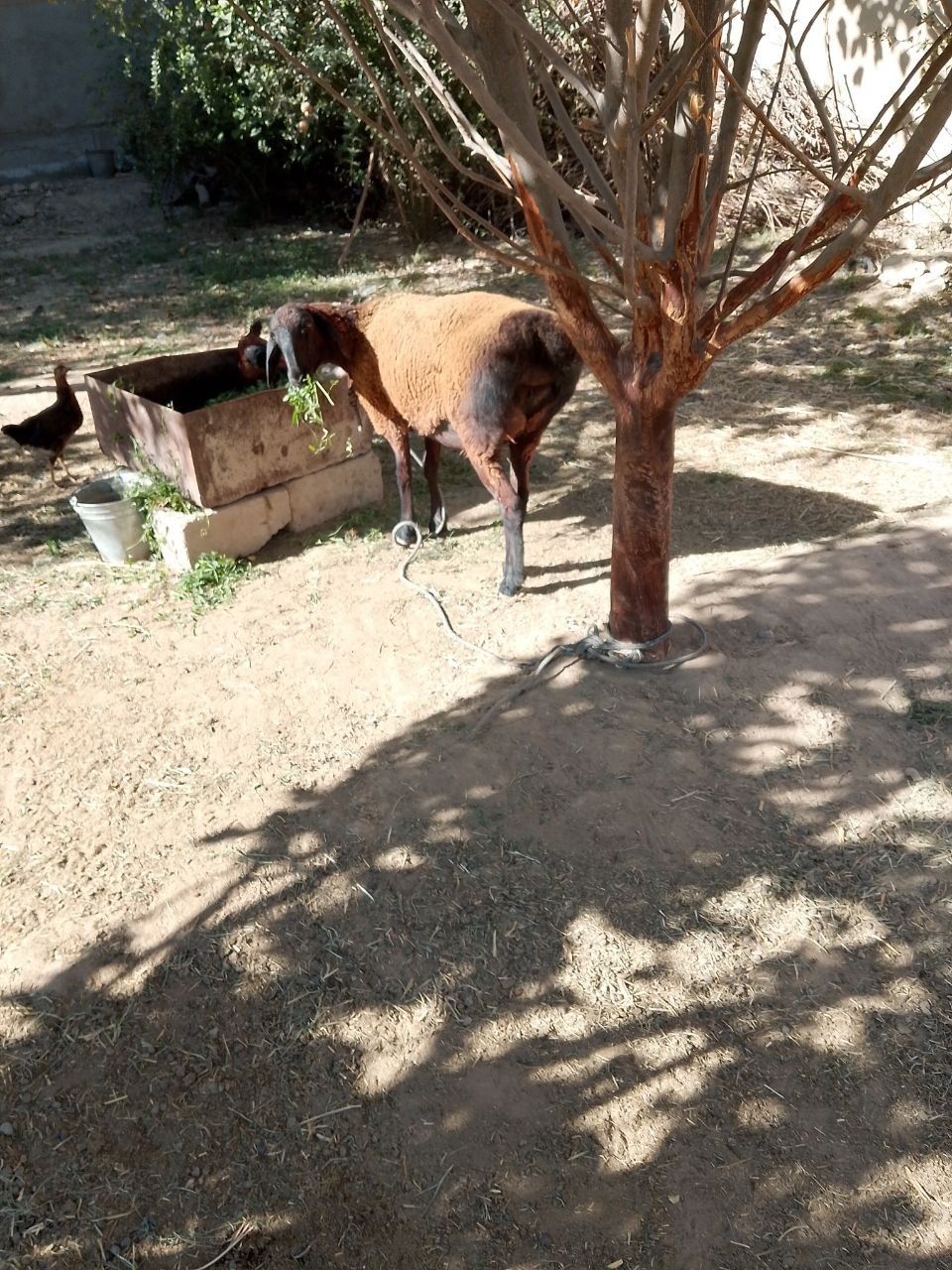 35 kgli quy arzon narxda
