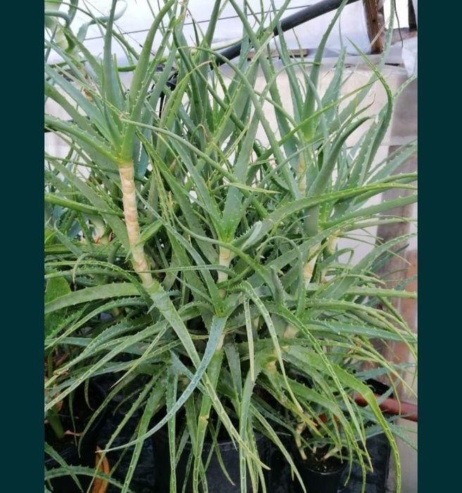 Aloe Vera în cantitate mare
