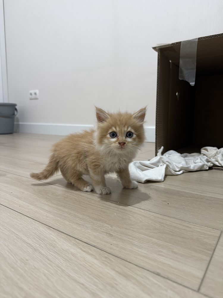 Отдам котят в любящую семью