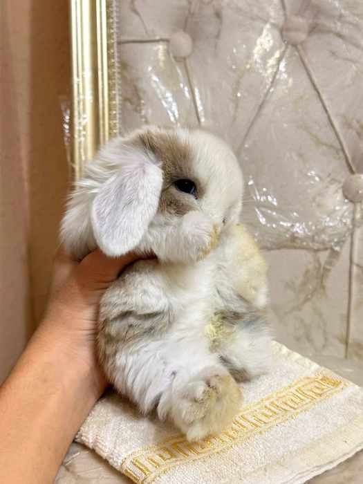 "Basmala farm" fermasidan osmaydigan quyonchalar