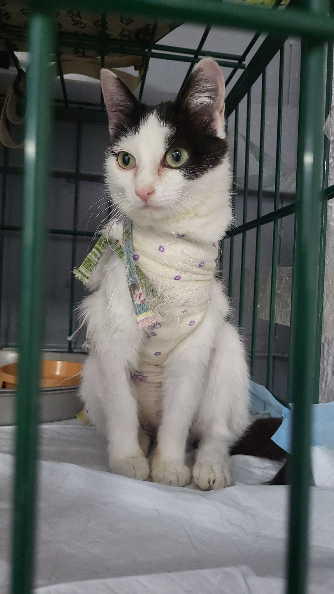 Кошка Луна ищет дом